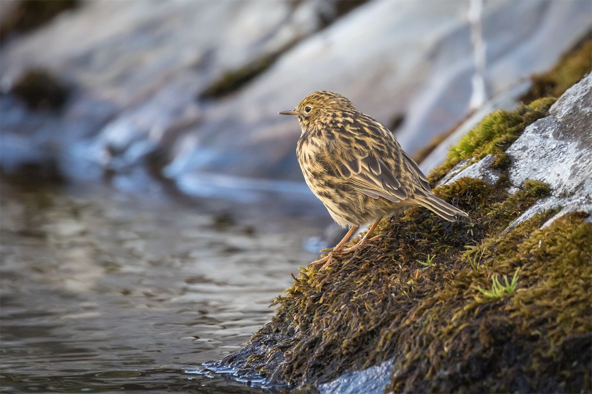 South Georgia pipit (Anthus antarcticus) – the world’s most southerly songbird. Credit Oli Prince